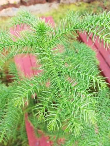 Araukária štíhla, Araucaria heterophylla, kont. 2l, 20 - 40 cm