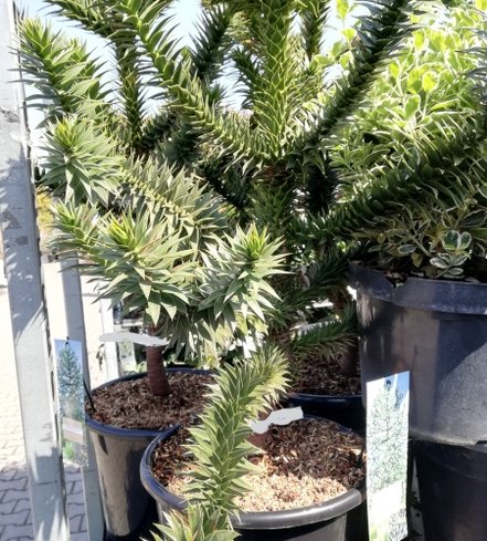 Araukária andská Araucaria araucana, kontajner C5 + 45cm