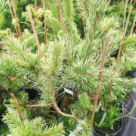 Borovica lesná Argentea , Pinus sylvestris, 30 - 50 cm, kont. 3l