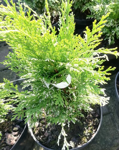 Cypruštek Lawsonov Argenteoveriegata, Chamaecyparis lawsoniana, 30 - 40 cm, kont. 3l