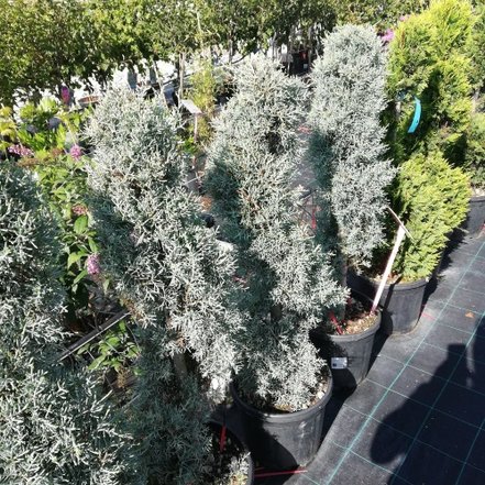 Cypruštek arizonský Fastigiata, Cupressus arizonica, +200 cm, kont  l