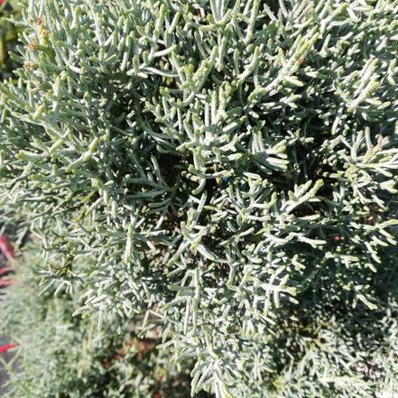 Cypruštek arizonský Fastigiata, Cupressus arizonica, +200 cm, kont  l