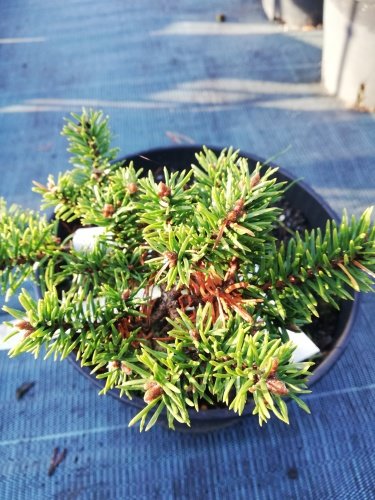 Borovica Banksová Arktis, Pinus banksiana, 15 – 20 cm, kont. 3l