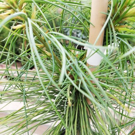Borovica Armandova, Pinus armandii, 20 - 40 cm, kont. 3l