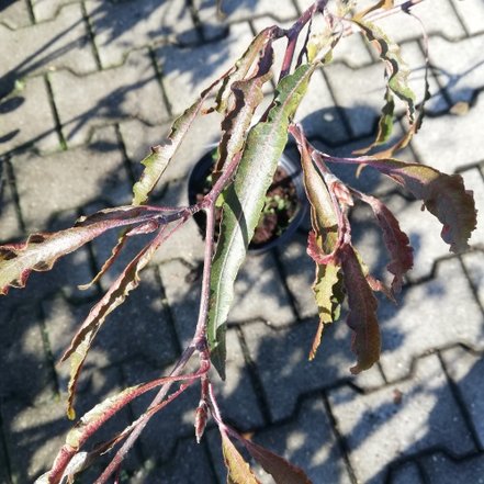 Buk lesný Asongeri Fagus sylvatica, 40 - 70 cm, kontajner 3l