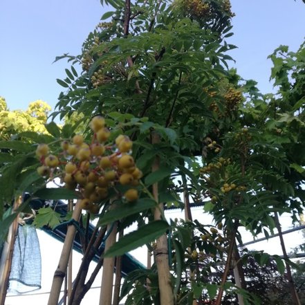 Jarabina vtáčia, Autumn Spire- Flanrock, Sorbus aucuparia, 160 – 170 cm, kontajner 5l