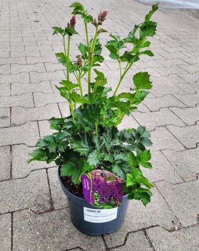 Astilbe  BLACK PEARLS 'Dunes Future'-kont.3.lit