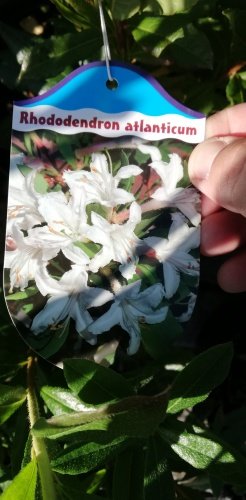 Rhododendron atlanticum, Azalea 30 - 50 cm, kont. 5l