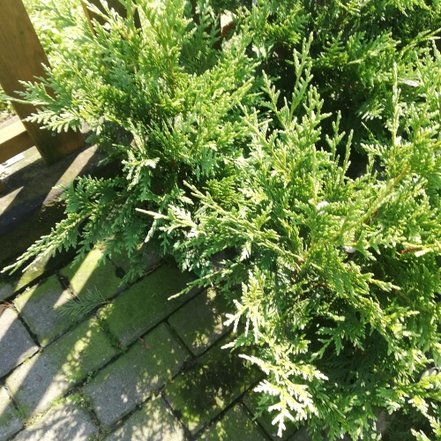 Cypruštek nutkajský Aurea, Chamaecyparis nootkatensis, 40 - 50 cm, kont. 3l