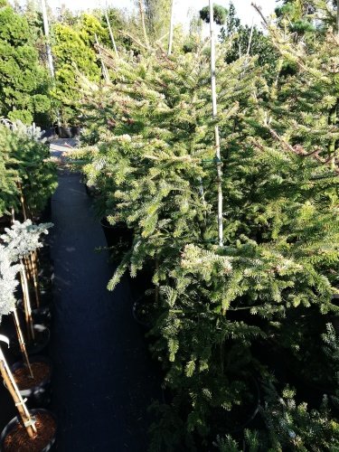 Jedľa Nordmannova Aurea, Abies nordmanniana, 50 – 65 cm, kont. 3 l.