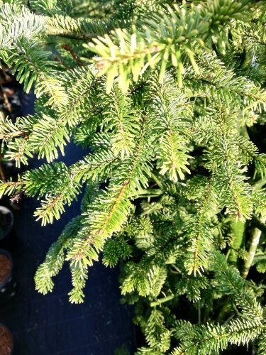Jedľa Nordmannova Aurea, Abies nordmanniana, 50 – 65 cm, kont. 3 l.