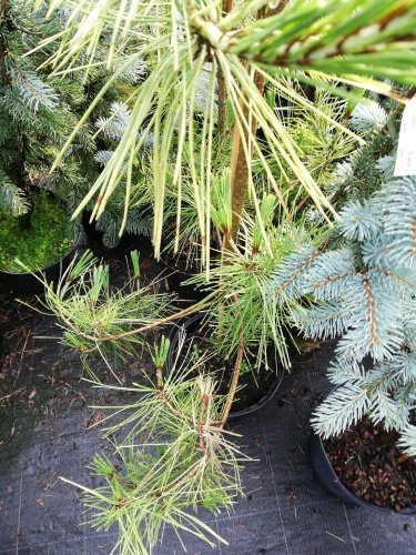 Borovica hustokvetá Aurea, Pinus densiflora, 35 - 40 cm, kont. 5l