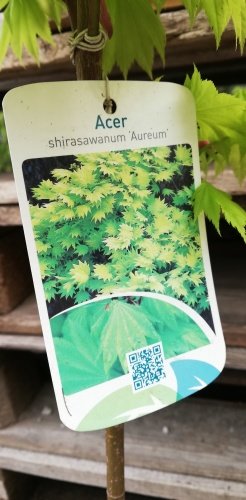Javor Shirasawanský Aureum Acer shirasawanum, kontajner C2,  40-80 cm