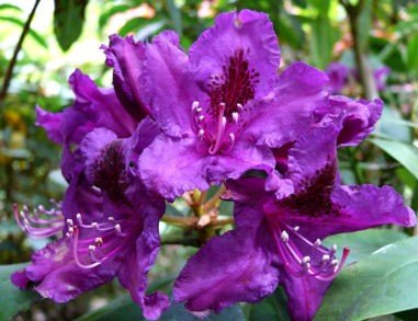 Rododendron Azurro, Rhododendron 30 - 50 cm, kont. 5l