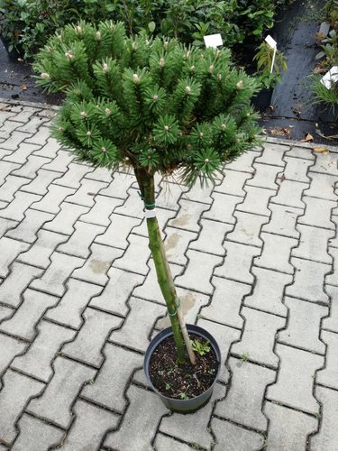 Borovica horská Benjamin na kmienku, Pinus mugo, 50 - 80 cm, kont. 7l