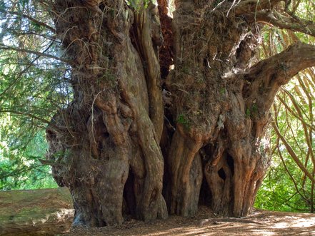 Tis obyčajný, Taxus baccata 30 - 50 cm, kont. 2l