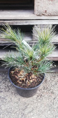 Borovica kórejská Baishan, Pinus koraiensis, 30 - 40 cm kont. 5l