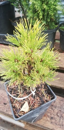 Borovica horská Nana Balcanica Aurea, Pinus mugo, 20 - 30 cm, kont. 1l