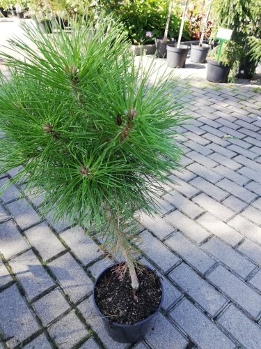 Borovica čierna Bambino (na kmienku), Pinus nigra 40 - 60 cm, kont. 5l