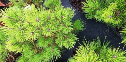 Borovica čierna Bambino, Pinus nigra 30 - 60 cm, kont. 5l