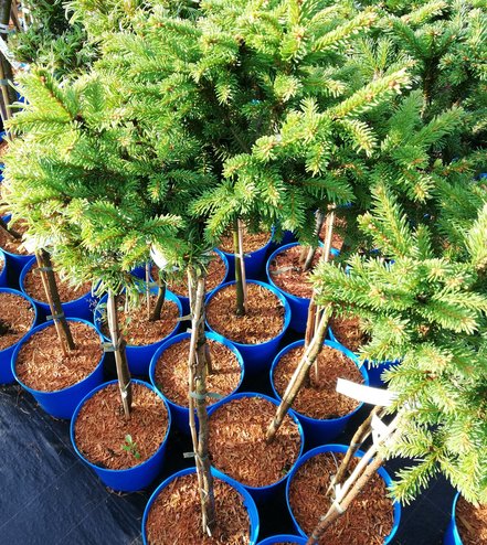 Smrek obyčajný Barryi, Picea abies 40 - 50 cm, kont. 3l