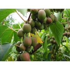 Kiwi Bayern, Actinidia arguta, kontajner P9