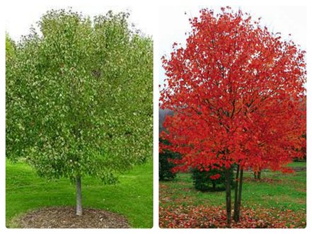 Javor červený Red Sunset, Acer rubrum, 100 – 120 cm, kontajner 5l