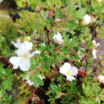 Nátržník krovitý Bella Bianca, Potentilla fruticosa, kontajner 2l