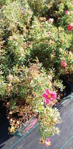 Nátržník krovitý Bellissima, Potentilla fruticosa, kontajner 2l