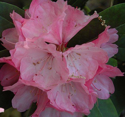 Rododendron Belona , Rhododendron, 30 - 50 cm, kont. 5l