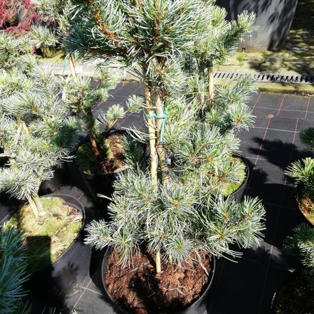 Borovica drobnokvetá Blauer Engel, Pinus parviflora, kontajner C3, + 30 cm