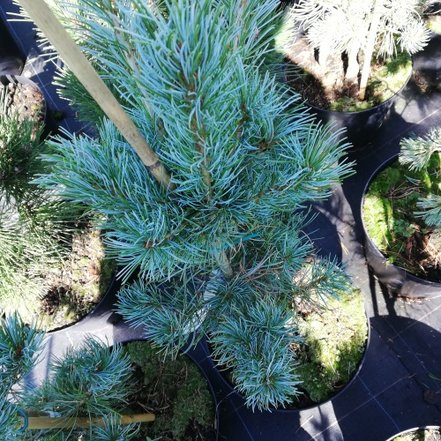 Borovica drobnokvetá Blauer Engel, Pinus parviflora, kontajner C3, + 30 cm