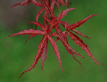 Javor dlaňovitolistý Beni - Komachi, Acer palmatum ,70 – 100 cm na kmeni, kontajner C 5