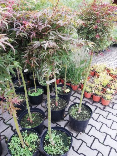 Javor dlaňovitolistý Beni - Komachi, Acer palmatum ,70 – 100 cm na kmeni, kontajner C 5