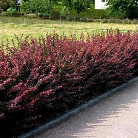 Dráč thunbergov Orange rocket, Berberis thunbergii, 30 - 40 cm kontajner 3l
