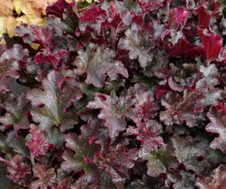 Heuchera Berry Marmalade, kont. 1l
