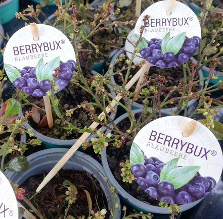 Čučoriedka úzkolistá Berry bux, Vaccinium angustifolium,  kont. sadenica