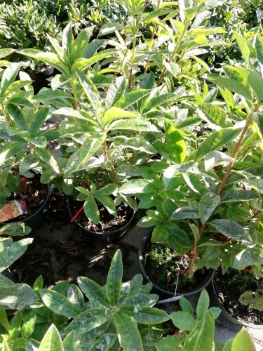 Azalka Beskidy, Azalea 30 - 50 cm, kont. 5l
