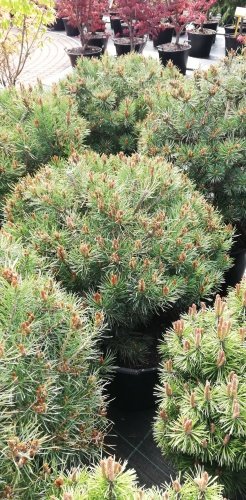 Borovica lesná Beuvronensis, Pinus sylvestris, 40 - 70 cm, kont. 20l