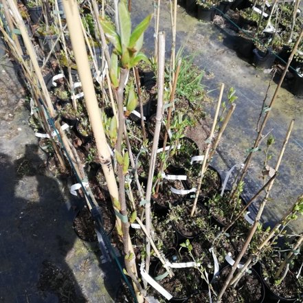 Bezsemenná mišpuľa, Mespilus germanica f. Apyrene, 100 - 130 cm, kont.3l