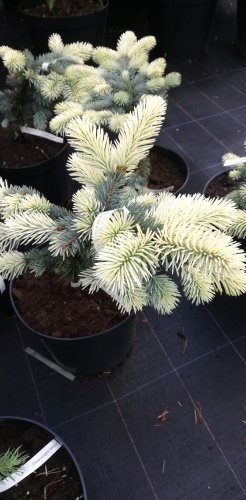 Smrek pichľavý Bialobok, Picea pungens 30- 50 cm, kont. 4l