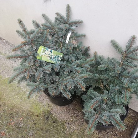 Smrek pichľavý Bialobok, Picea pungens 30- 50 cm, kont. 4l