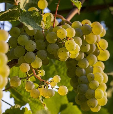 Vinič hroznorodý Bianca, Vitis vinifera, kontajnerovaná sadenica 1 l