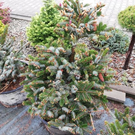 Smrek dvojfarebný, Picea bicolor, kont 10 l, + 140 cm