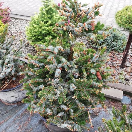 Smrek dvojfarebný, Picea bicolor, kont 10 l, + 100 cm