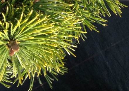 Borovica pyrenejská Billabong, Pinus uncinata 15 - 20 cm, kont. 5l