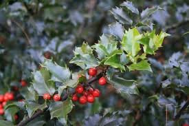 Cezmína Blue Angels, Ilex meserveae , 30 cm, kontajner 3l