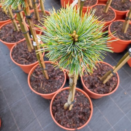 Borovica kórejská Blue Ball, Pinus koraiensis, kmeň + 40 cm, kontajner  C3