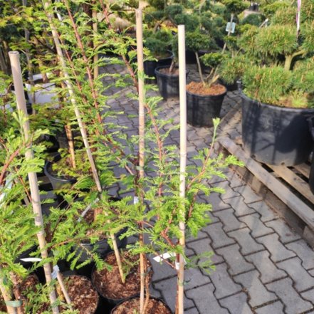 Metasekvoja čínska Blue Ish, Metasequoia glyptostroboides 80 - 140 cm, kont. 5l
