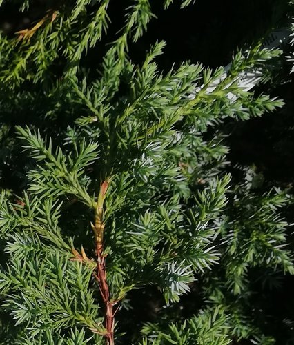 Borievka čínska Blue Alps, Juniperus chinensis, 30 – 40 cm, kontajner